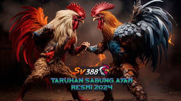 Sabung Ayam SV388 – Tradisi Lelang Keberuntungan yang Kini Lebih Mudah Diakses